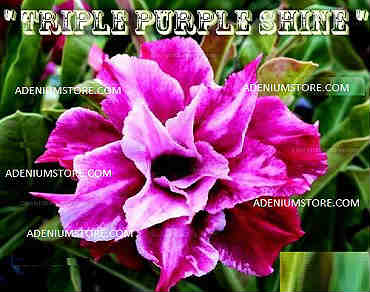 Adenium Obesum \'Triple Purple Shine\' 5 Seeds